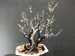 -石家庄市植物园