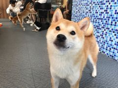 -柴源莊·柴小宠柴犬咖啡