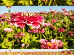-莲花山花海