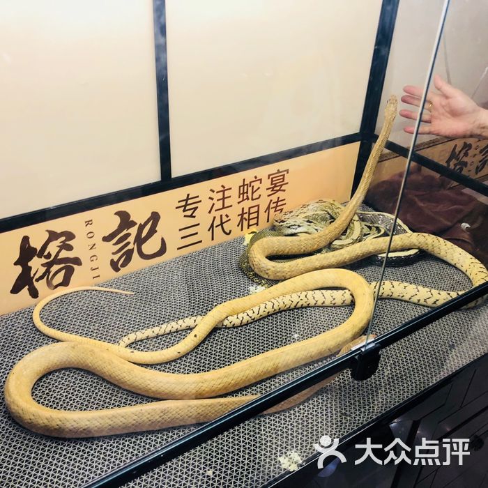 榕记十八掌·专注蛇宴