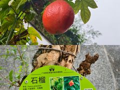 -广州神农草堂中医药博物馆