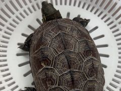 -爱侣宠医·鹦鹉专科·小型哺乳类·异宠专科(灵石路店)