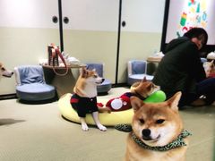 -逗柴咖啡屋·狗咖猫咖宠物桌游