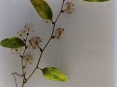 -广东中医药博物馆