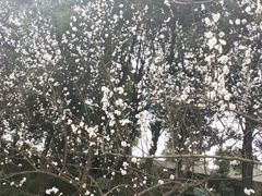 -秀丽东方