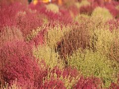 -天津东丽湖风景区