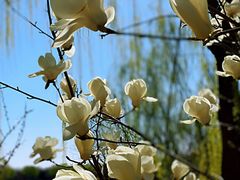 -大兴滨河森林公园