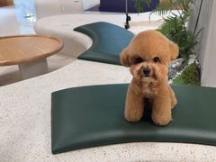 -帕帕拉兹宠物(亚洲旗舰店)