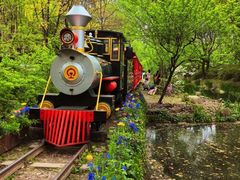 -上海共青森林公园