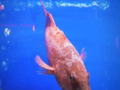 -顺峰顺水顺德菜(第一百货店)