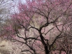 -杭州植物园