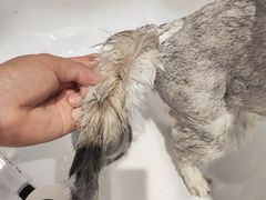 -PETKIT 小佩宠物·德文赛凯猫舍