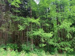 -罗田薄刀峰风景区