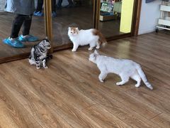 -猫的茶·猫咖