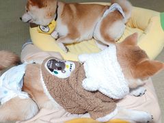 -逗柴咖啡屋·狗咖猫咖宠物桌游