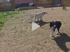 -趣玩宠物乐园寄养训犬训狗游泳池