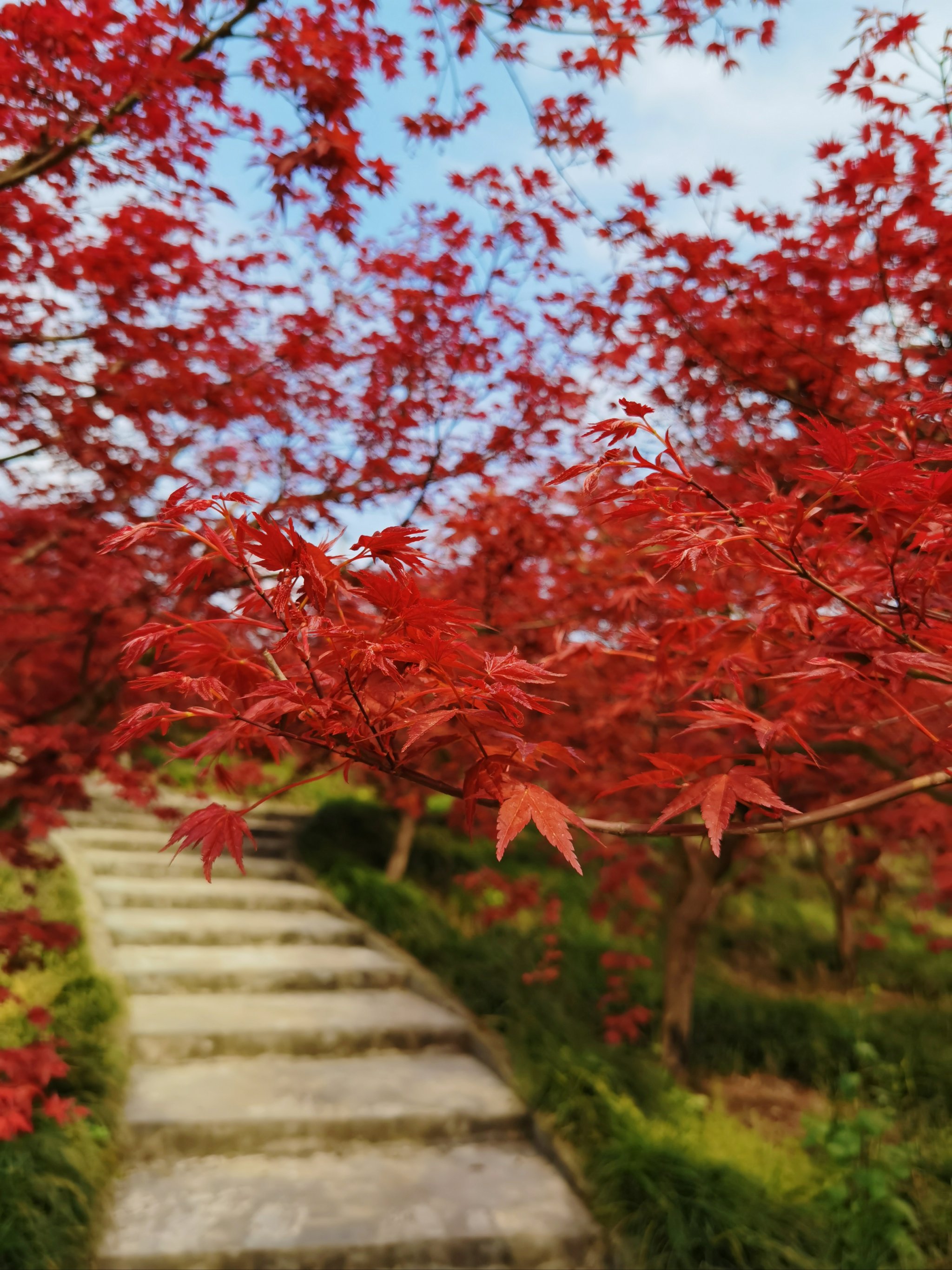 漫山红枫图片图片