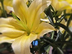 -深圳威尼斯英迪格酒店