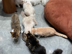 -瞄一喵猫咖(格力海岸店)