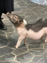 -Zoolung Zoolung动物主题公园(海信广场店)