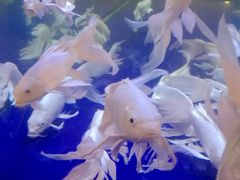 -陇菜和盛祥(金轮宾馆店)