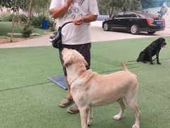 -宠物寄养训练学校