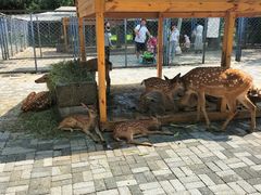 -长白岛森林公园