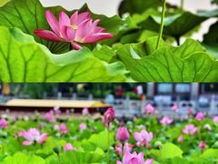 -莲花池公园