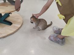 -共舞时光猫咖·狗咖(新街口店)