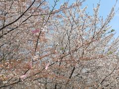 -古柏渡丰乐樱花园