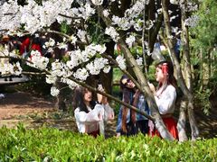 -武汉大学-樱园