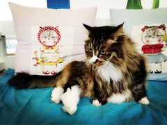 Anne猫窝咖啡屋-Anne猫窝咖啡屋