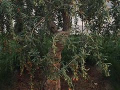 -百瑞源枸杞(玉皇阁店)
