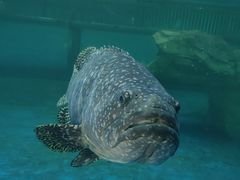 -广东惠东海龟国家级自然保护区