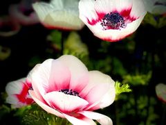 -上海鲜花港