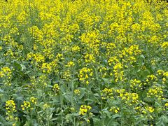 -神光山国家森林公园