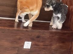 -小狗上班·狗咖·猫咖·小奶狗·摄影(南山店)