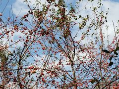 -广富林郊野公园