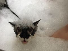 -PETKIT小佩宠物(古北店)