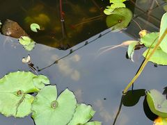 -813芭依珊 BAESAn(皇冠十畝地店)