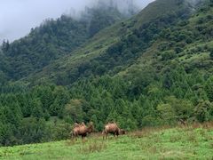 -硗碛藏寨·神木垒景区