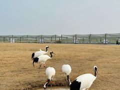 -盐城丹顶鹤湿地生态旅游区