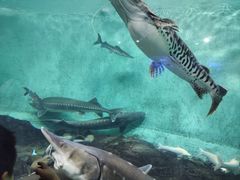 -太平洋海底世界