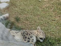 -青藏高原野生动物园