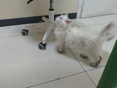 -纳吉亚猫专科动物医院博雅分院