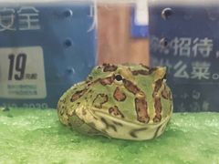 -蛙麻蛙辣炭火蛙锅(南环大街店)
