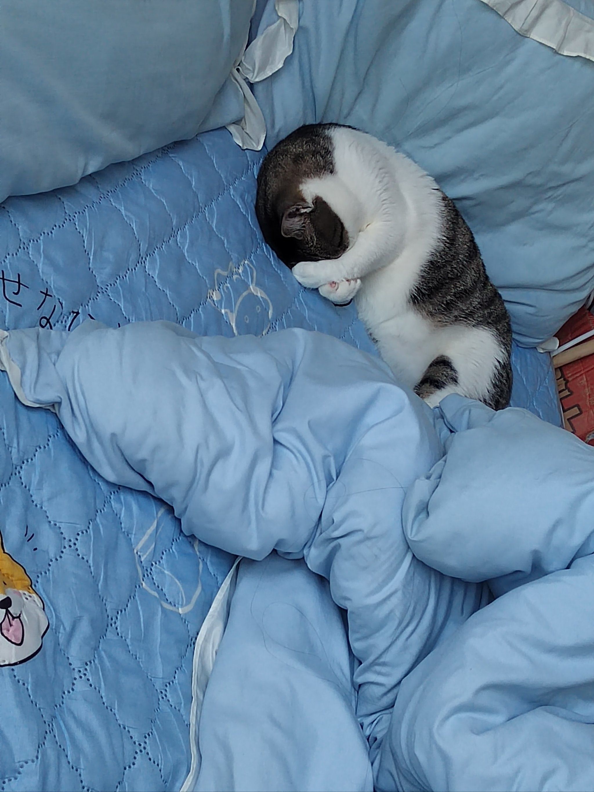猫咪床上的午睡