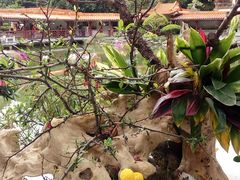 -深圳仙湖植物园-停车场