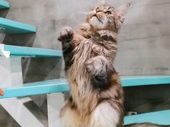 -十年猫舍·猫咪专门店(普陀店)