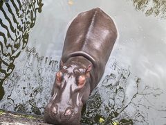 -海南热带野生动植物园